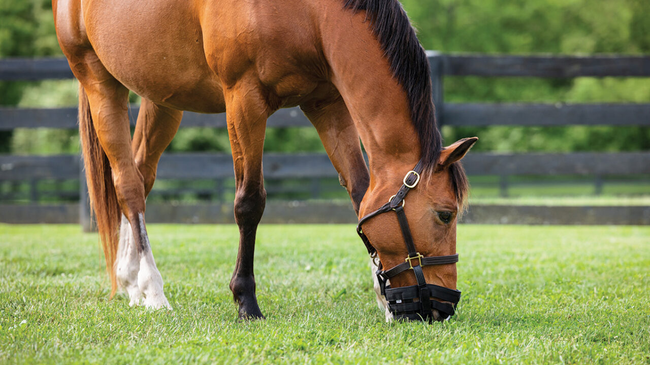 5 Best Grazing Muzzles for Horses in 2025
