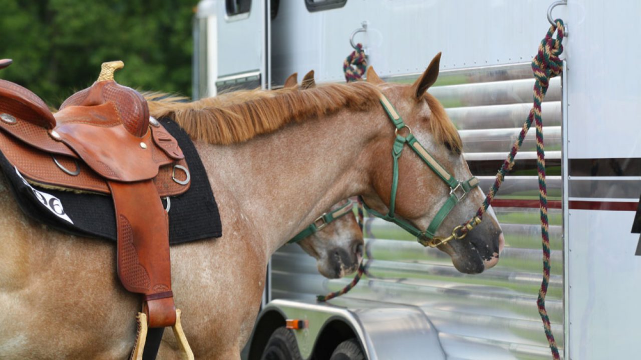 5 Best Trailer Tie Ropes for Horses in 2025