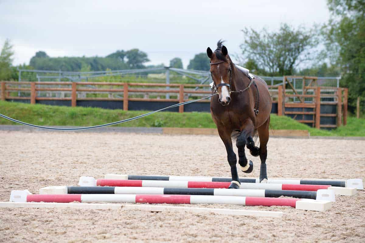 3 Best Ground Poles for Horses in 2025