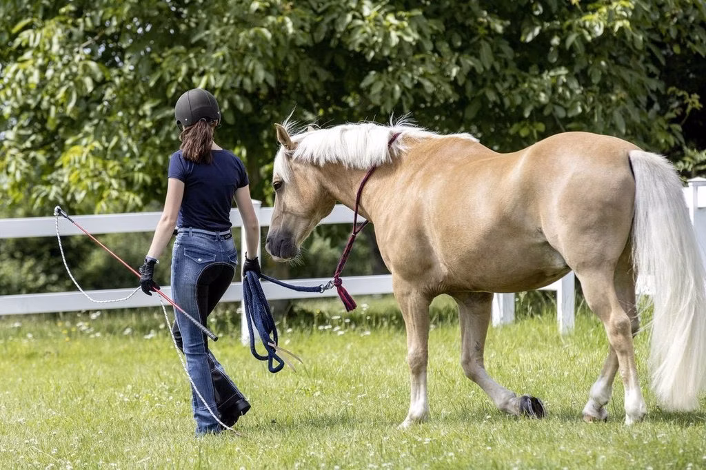 4 Best Lunge Whips for Training in 2025