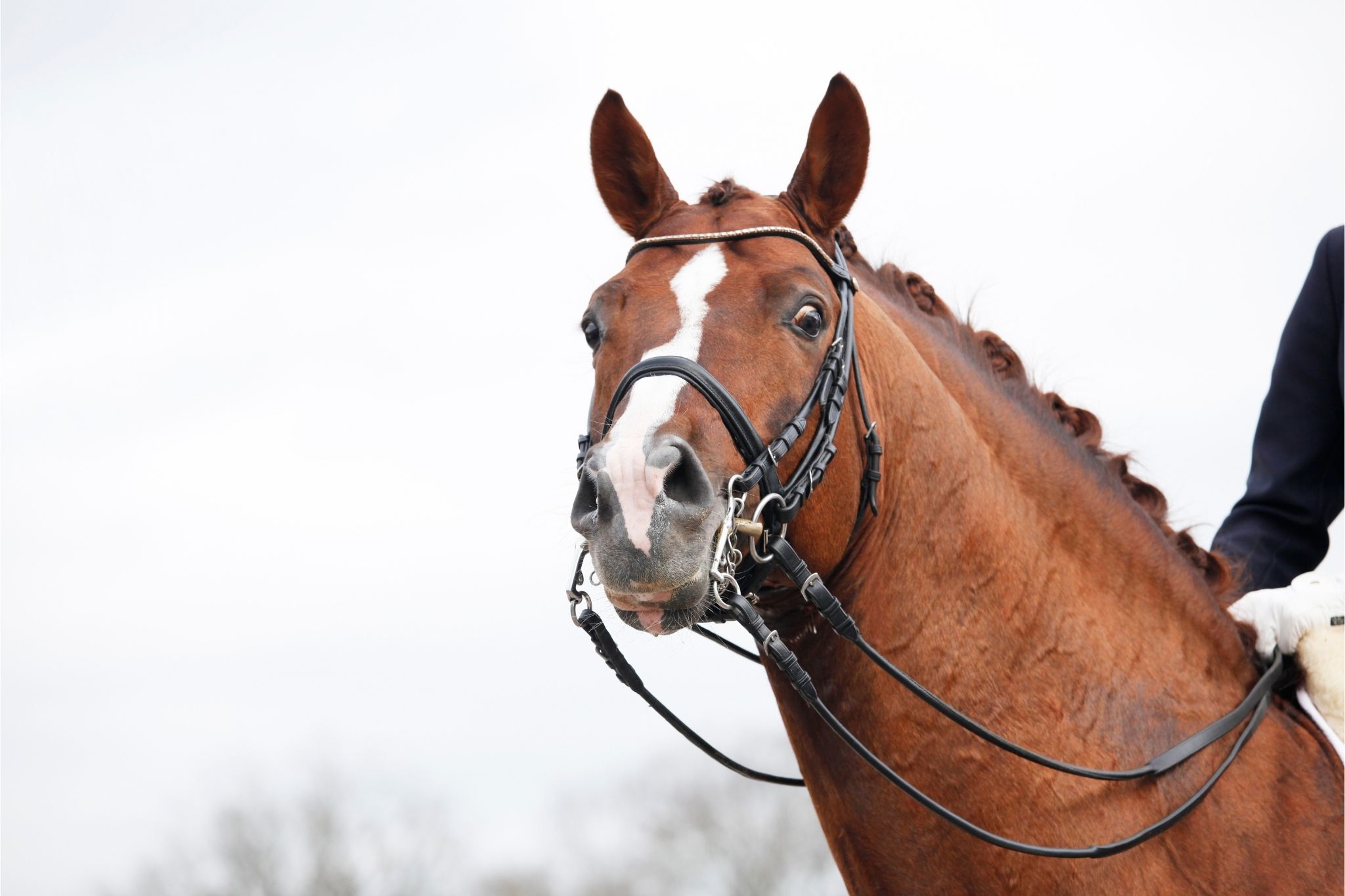 5 Best Training Bits for Green Horses in 2025