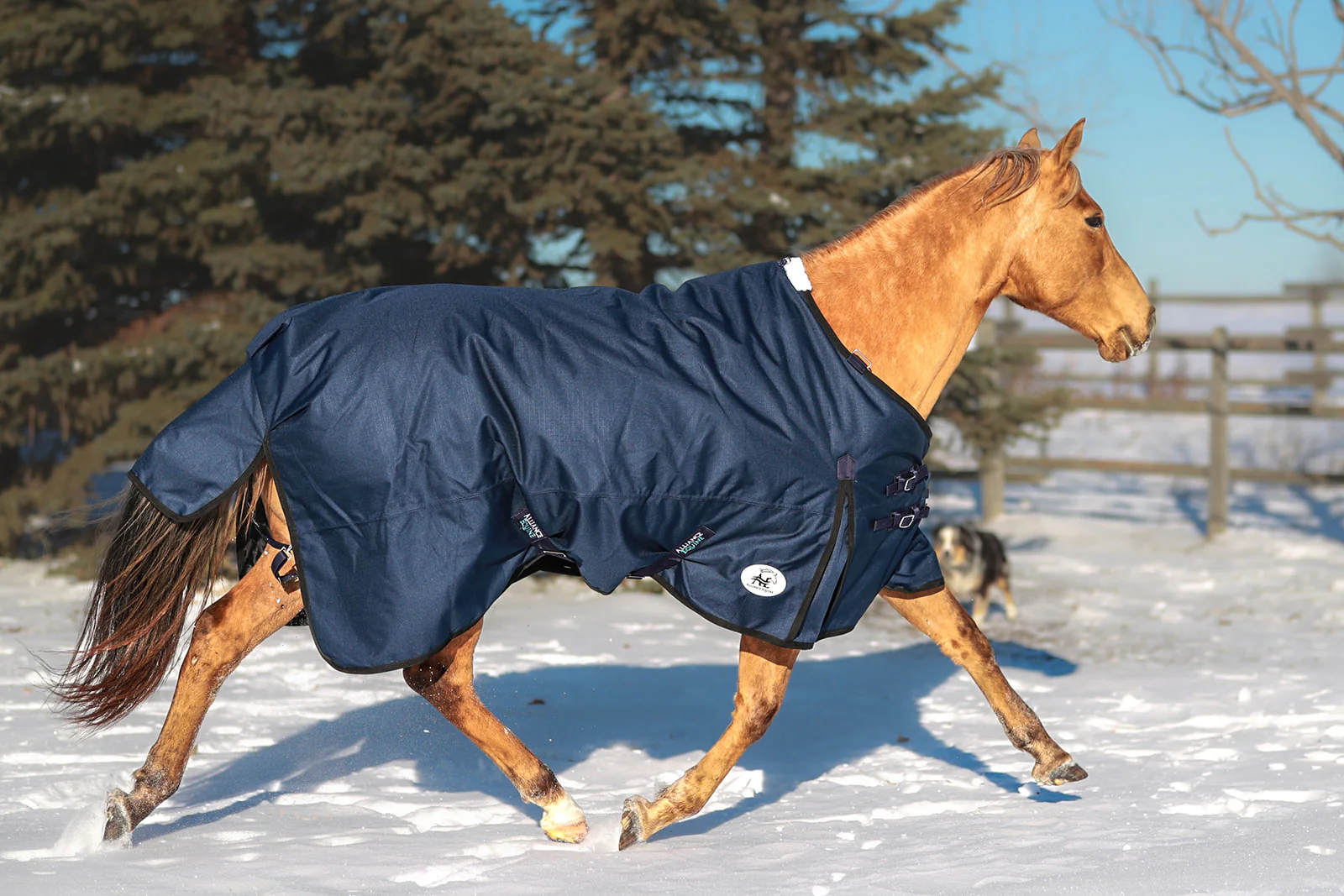 5 Best Horse Blankets for Winter in 2025