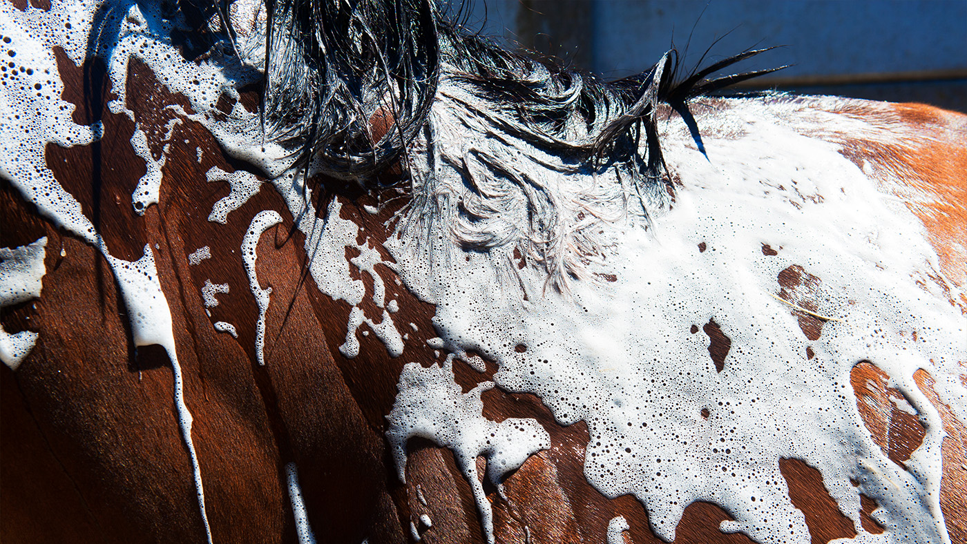 5 Best Horse Shampoo for Sensitive Skin in 2025
