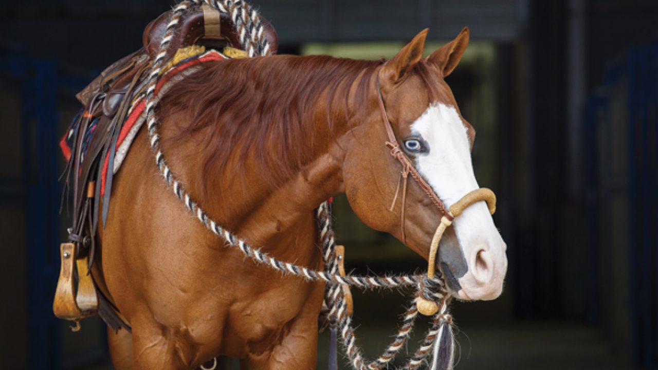 5 Best Reins for Trail Riding in 2025