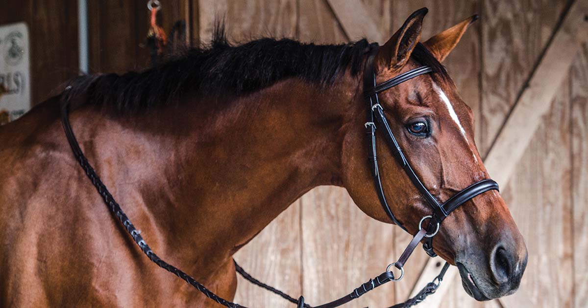 5 Best Bitless Bridles for Gentle Riding in 2025